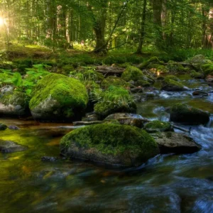 フェアリーレイク