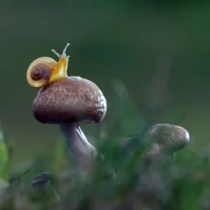 小さなカタツムリがキノコの上で休憩中